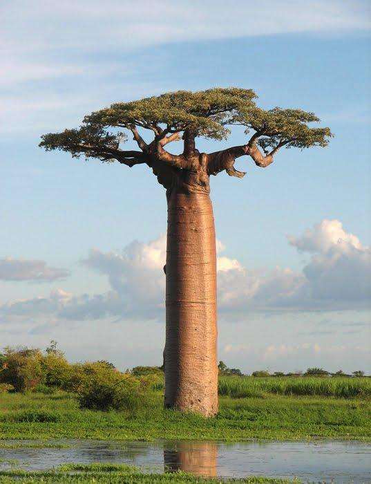 BAOBAB ADANSONIA DIGITATA 10 SEMI OMAGGIO